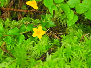Azores Loosetrife (Lysimachia azorica)