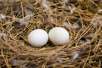 Wide angle shot of two pigeon eggs laying in a nest made up of dried straws and feathers