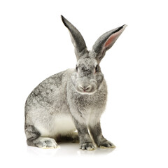 grey rabbit on a white background