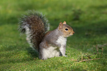 Naklejka na ściany i meble Close up of a Grey Squirrel (sciurus carolinensis) sitting on the ground