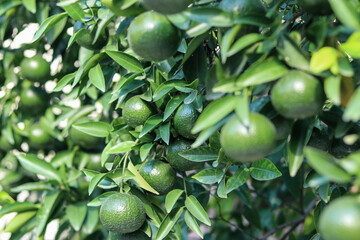 Shallow depth of field shot of immature oranges hanging from trees © Manish