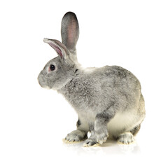 grey rabbit on a white background