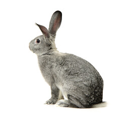 rabbit isolated on white