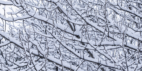 Snowing landscape, winter holiday concept - Fairytale fluffy snow-covered trees branches, nature scenery with white snow and cold weather. Snowfall in winter park