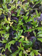 Codiaeum variegatum is a genus of plants in the family Euphorbiaceae.