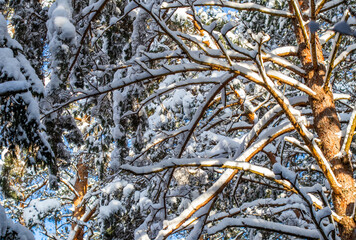 A lot of twigs and branches covered with fluffy white snow. Beautiful winter snowy forest in sunny day.