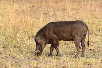 Warzenschwein im Tarangire-Nationalpark in Tansania