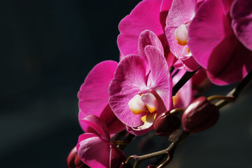   Phalaenopsis, moth orchids,  dark background.         