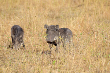 Warzenschwein im Tarangire-Nationalpark in Tansania