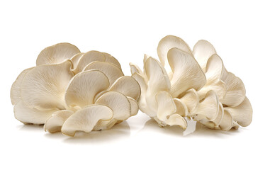 oyster mushroom on white background