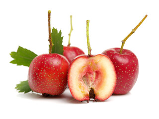 Hawthorn on white background