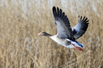greylag goose