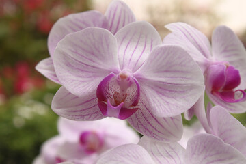 Naklejka na ściany i meble Pink phalaenopsis orchid flower blooming on tree, spa flower. 
