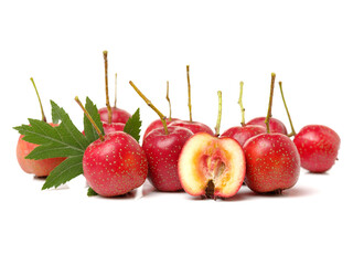 Hawthorn on white background