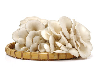 oyster mushroom on white background