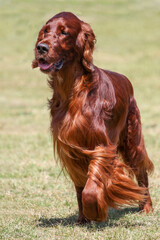 Irish Setter