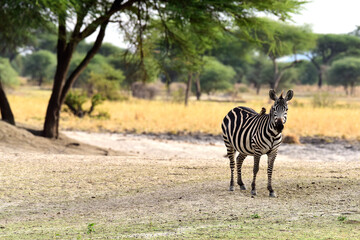 Zebras im Tarangire-Nationalpark in Tansania