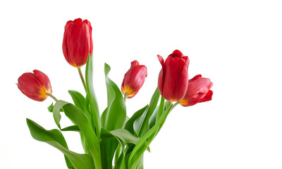 Bouquet of red tulips isolated on white background Close-up