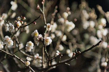 夜の梅の花