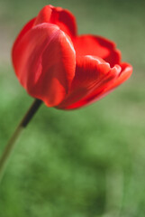 Obraz premium Red Tulip Growing in New York