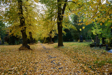 Weg mit Linden im Herbstlaub, Luisenstädtischer Friedhof, Kreuzberg, Berlin, Deutschland