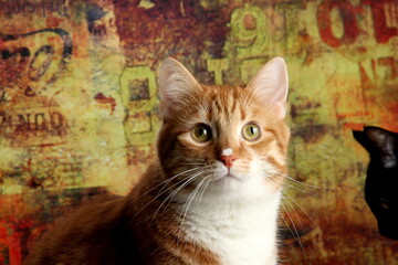 Red cat portrait, close-up on a colored background