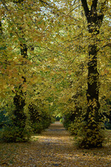 Weg mit Linden im Herbstlaub, Luisenstädtischer Friedhof, Kreuzberg, Berlin, Deutschland