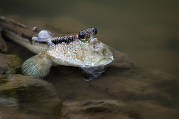 Mudskipper fish in the sea Mangrove area