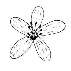 Mandarin flower, vector doodle illustration, hand drawn sketch