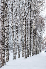 City park with birches covered with snow. Walk around the city in Siberia in Russia in winter.