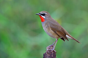 siberian rubythroat (Luscinia calliope) with red feathers on its chest smartly perching on wooden pole over fine green grass in background