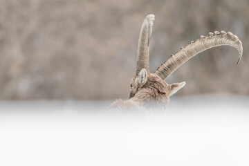 The majestic horns of Alpine ibex male (Capra ibex)