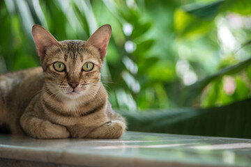 Wild cat with garden background