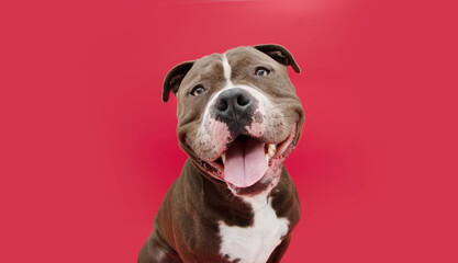 Portrait happy smiling american bully dog. Isolated on red background.