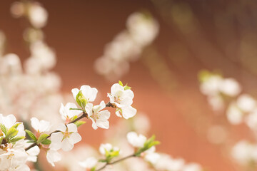 Blooming spring cherry flowers on a blurred background. Sun rays, glare and bokeh.