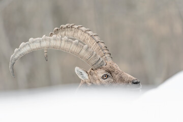 Extreme closeup for the King of the peaks (Capra ibex)