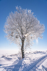 Fototapeta na wymiar frozen tree