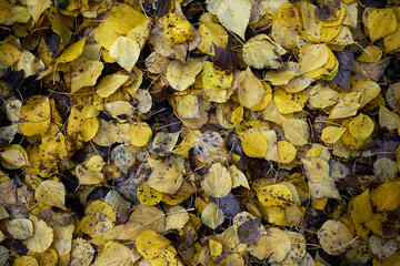 Lindenblätter, herbstlich gelb gefärbt, am Boden