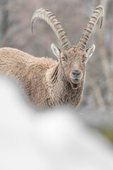 Close up of Alpine ibex male in winter season (Capra ibex)