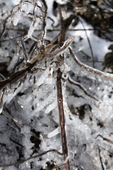 winter in the garden