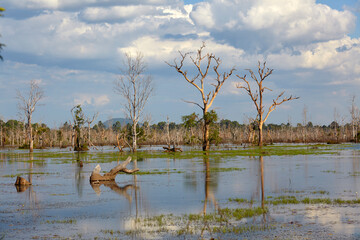 The swamp near Neak Pean temple, Angkor, Siem Reap, Cambodia