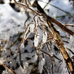 winter in the garden