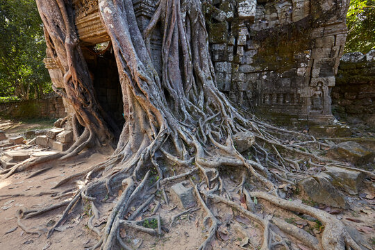 Distinctive strangler fig at Ta Som temple, Angkor, Siem Reap, Cambodia