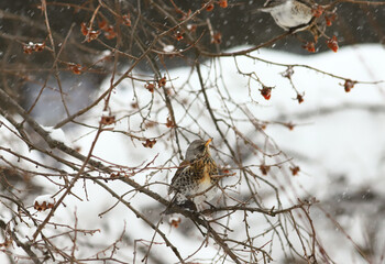 The fieldfare among the branches during a snowfall ..