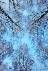 Snow covered winter trees seen from below against a clear blue sky depict a sunny cold winter day