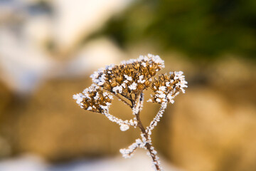 Getrocknete Blume mit Reif und Eiskristallen, Winterspaziergang in der Natur