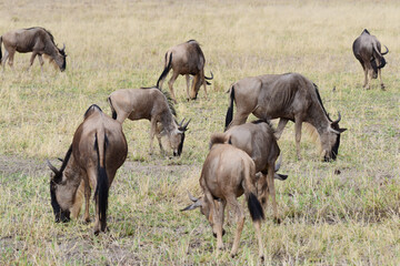 Gnus im Tarangire-Nationalpark in Tansania