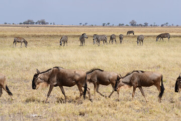 Fototapeta na wymiar Gnus im Tarangire-Nationalpark in Tansania