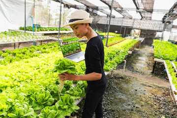 Scientist asian collecting hydroponic vegetables sample for analysis.