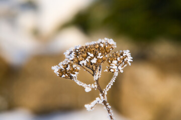 Naklejka premium Getrocknete Blume mit Reif und Eiskristallen, Winterspaziergang in der Natur